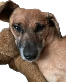 Стикер На булдыгичах - 5