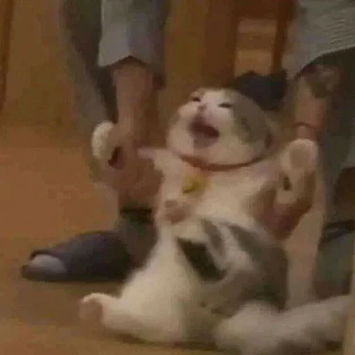 животное комнатный млекопитающее