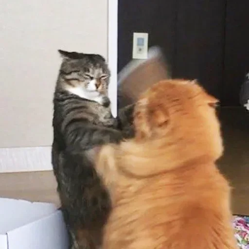 животное млекопитающее кошка