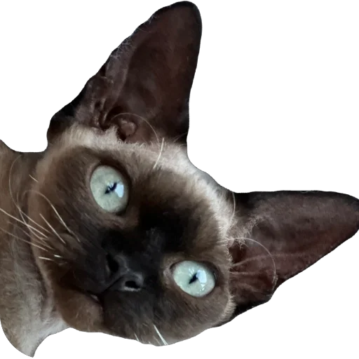 Стикер FileOFish6 - 1