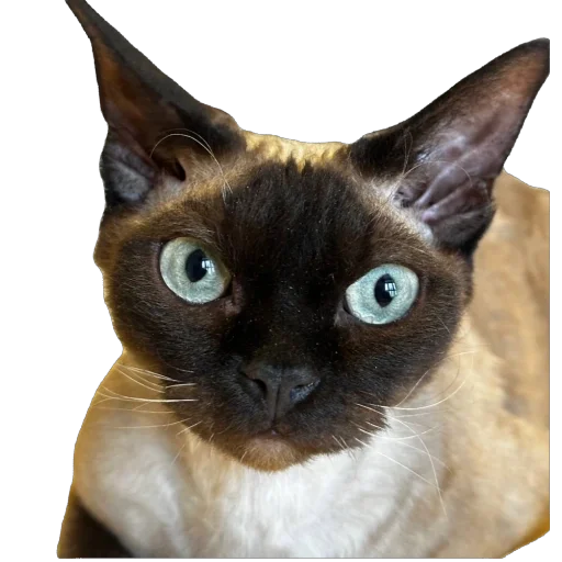 Sticker FileOFish6 - 1