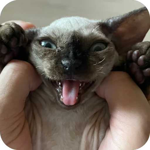 Sticker FileOFish6 - 1