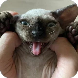 Sticker Филе-о-Фиш - 4