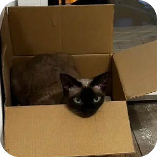 Sticker Филе-о-Фиш - 1