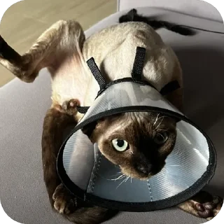 Sticker Филе-о-Фиш - 0