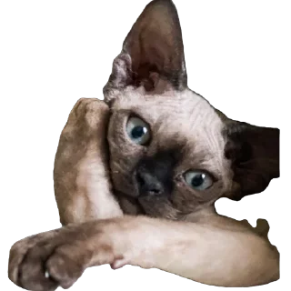 Sticker Филе-о-Фиш - 10