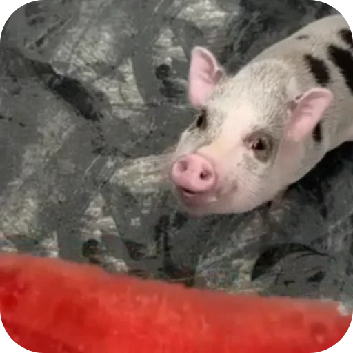 Стикер FilippKarterovich - 1