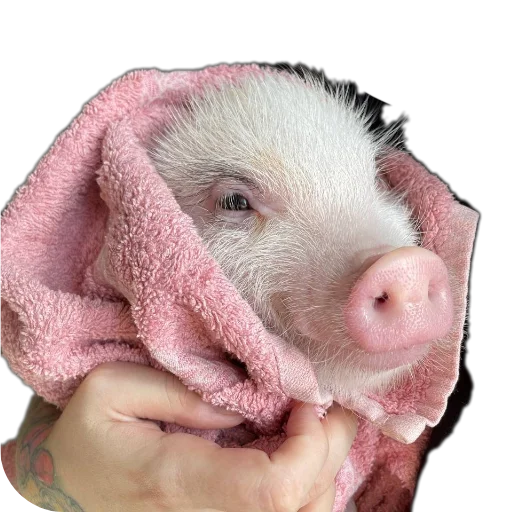 Стикер FilippKarterovich - 1