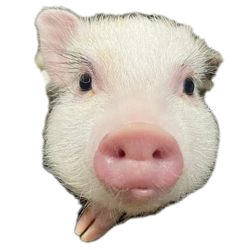 Sticker FilippKarterovich - 1