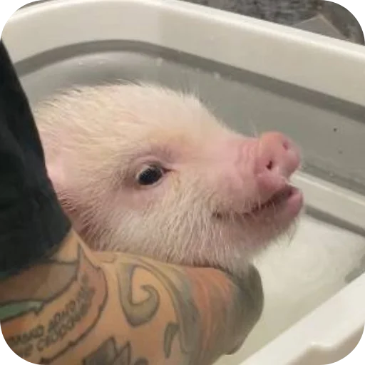 Sticker FilippKarterovich - 1