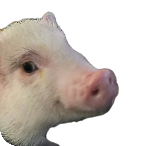 Филипп Картерович - 