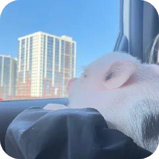 Sticker Филипп Картерович - 2