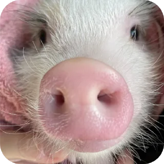 Sticker Филипп Картерович - 11