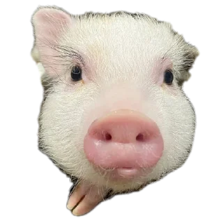 Sticker Филипп Картерович - 9