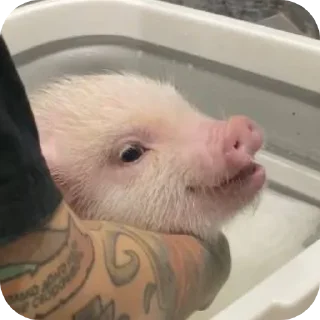 Sticker Филипп Картерович - 5