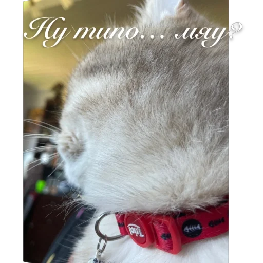 Sticker FirefoxVoshlaVChat - 1