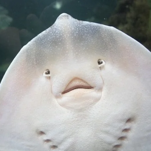 Sticker Fish_and_Amphibians - 1