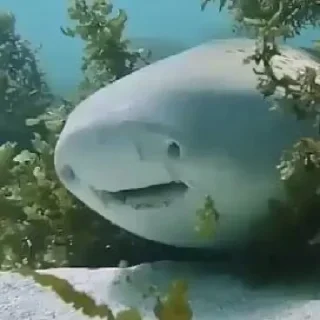 Sticker Рыбы и амфибии (@t_stickers) - 6