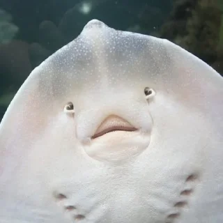 Sticker Рыбы и амфибии (@t_stickers) - 10