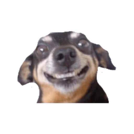 dog animal dog breed