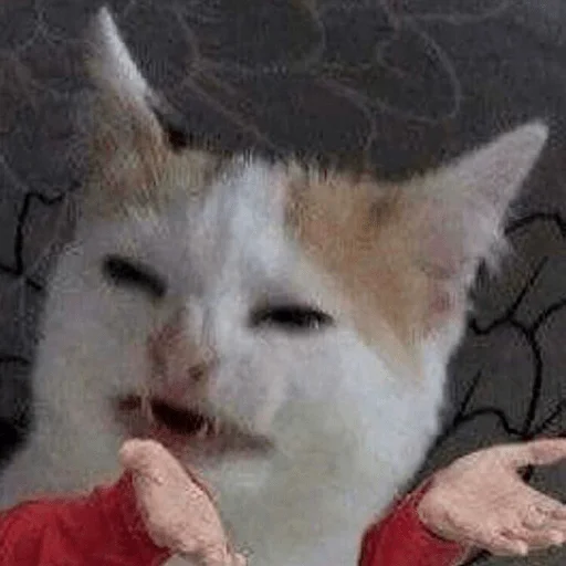 mammal animal small to medium-sized cats