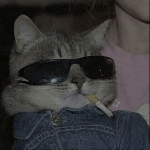 small to medium-sized cats felidae indoor