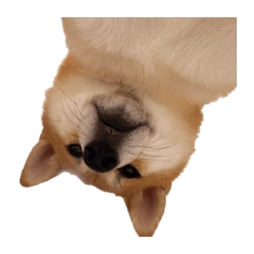 cat animal domestic cat