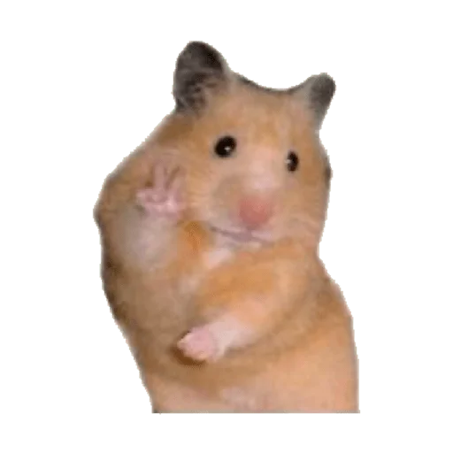 mammal animal hamster