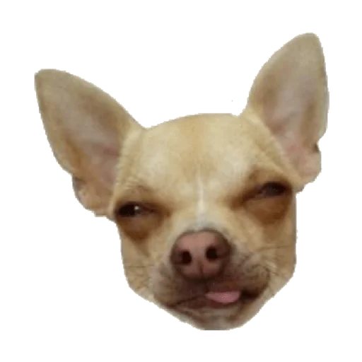 animal mammal dog breed