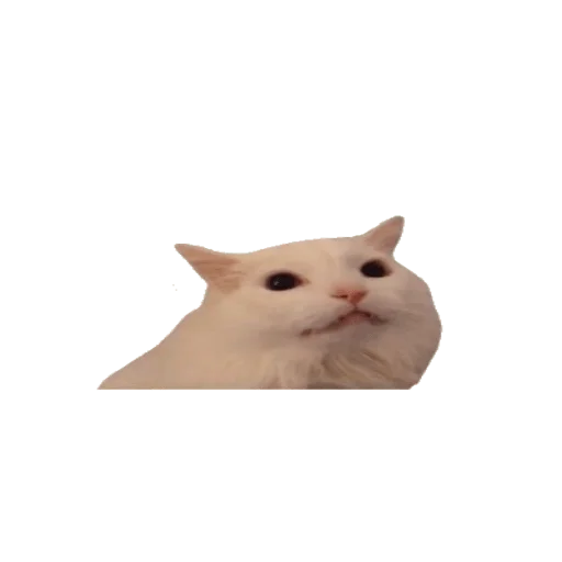 animal cat small to medium-sized cats