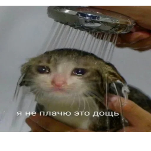 кошка усы Человек