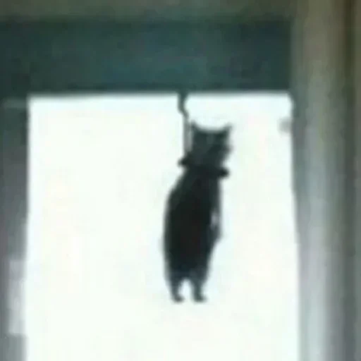 окно животное комнатный