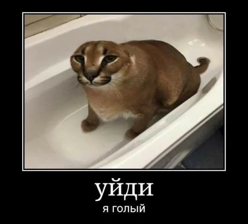 кошка животное Дикая кошка