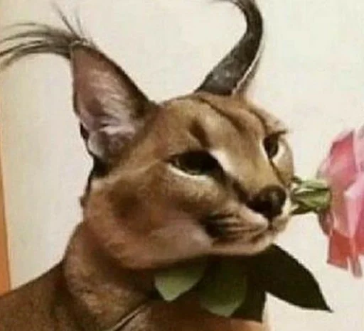 кошка животное млекопитающее