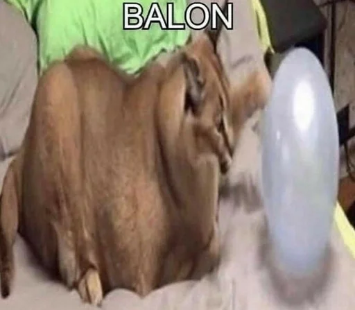 комнатный животное кошка