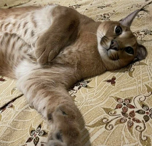 животное кошка млекопитающее