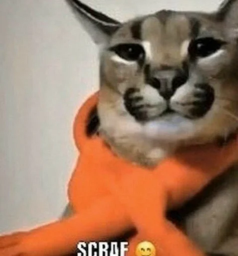 кошка животное млекопитающее