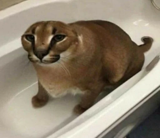 кошка животное Дикая кошка