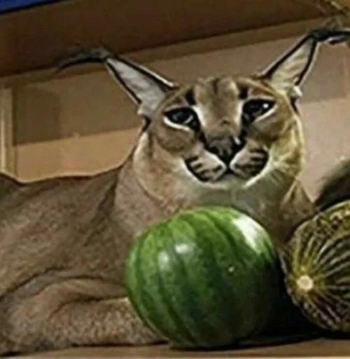 Дикая кошка животное кошка