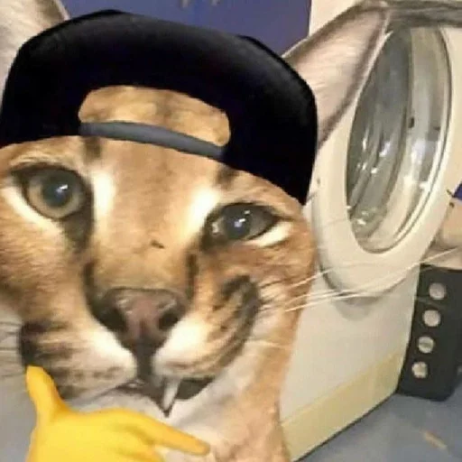 млекопитающее кошачьи кошка