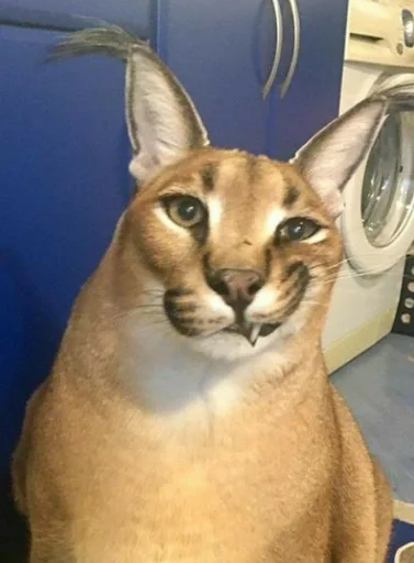 кошка животное млекопитающее