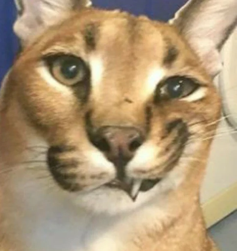 животное кошка млекопитающее