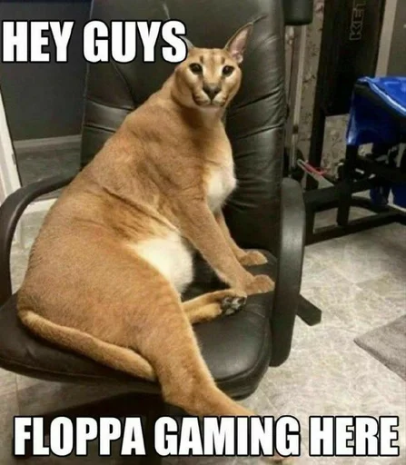 кошка животное млекопитающее