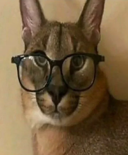 кошка животное млекопитающее