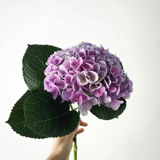 Sticker Fllowers | @Bluepione - 7