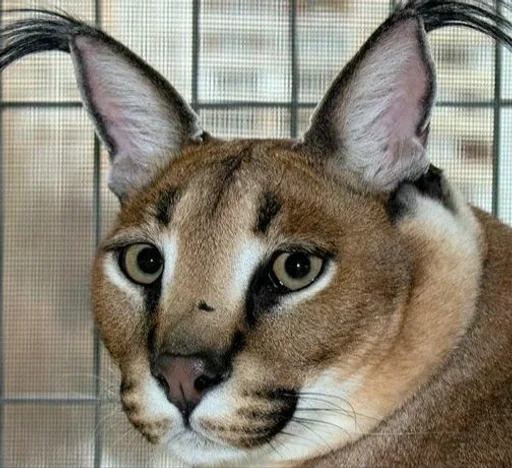 животное млекопитающее кошка