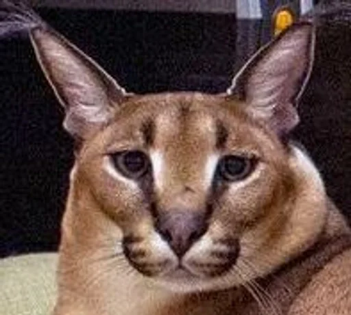 животное кошка млекопитающее