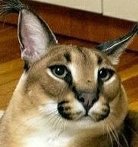 животное кошка млекопитающее