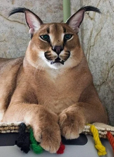 животное кошка млекопитающее