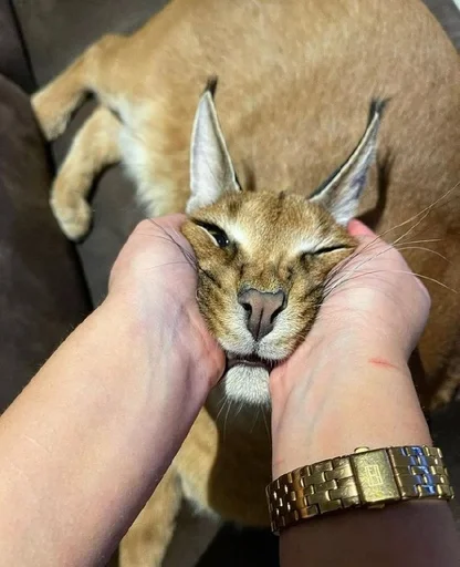 кошка Человек кошачьи